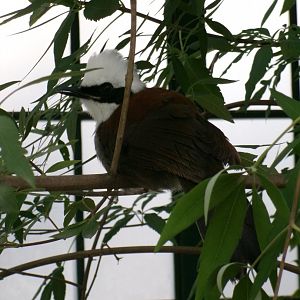White-crested laughingthrush