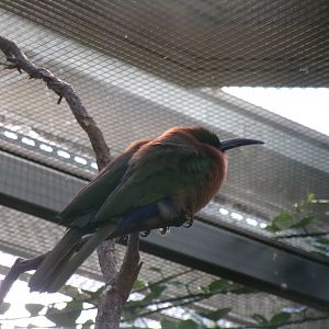 Red-throated bee-eater