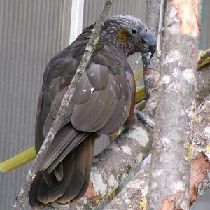 North Island kaka