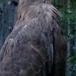 White-tailed eagle