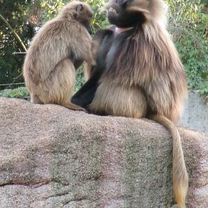 Geladas