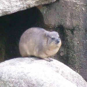Common rock hyrax