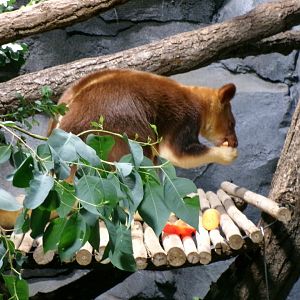 Goodfellow's tree kangaroo