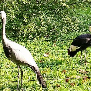 African cranes