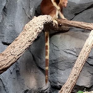 Goodfellow's tree kangaroo
