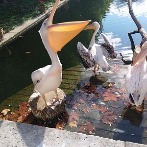 Great white pelicans