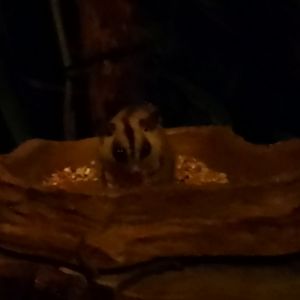 Sugar glider