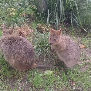 Quokkas
