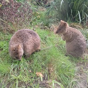 Quokkas