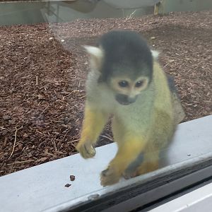 Bolivian squirrel monkey