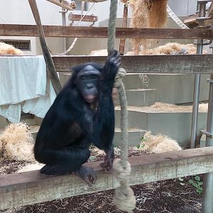 Bonobo