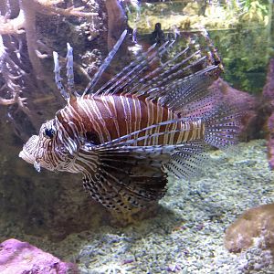Red lionfish