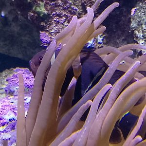 Maroon clownfish