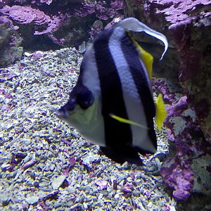 Schooling bannerfish