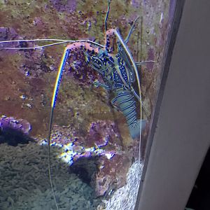 Painted spiny lobster