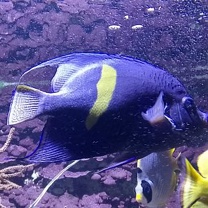 Yellowbar angelfish