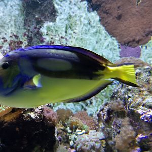 Palette surgeonfish