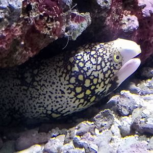 Snowflake moray
