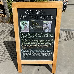 Animal of the Week (Tāne)