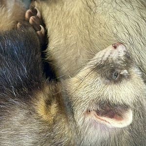 Ferret (Mustela furo)
