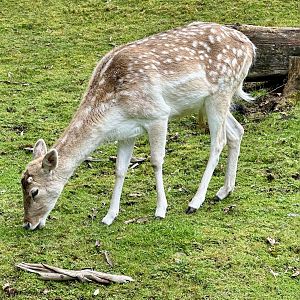 Fallow deer (Dama dama)