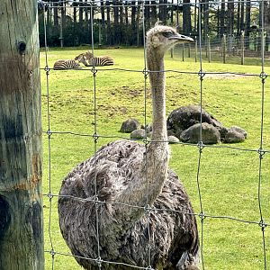 Common ostrich (Struthio camelus)