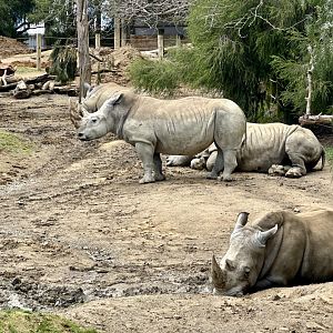 Southern White Rhinoceros (Female Herd)