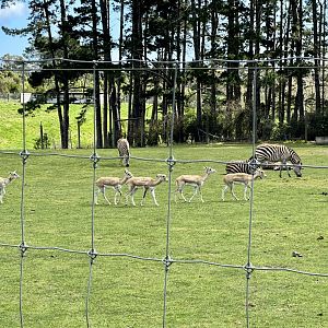 Indian Antelope (Female Herd)