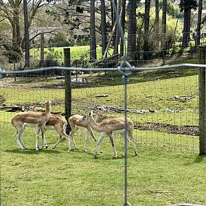 Indian Antelope (Female Herd)
