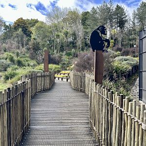Chimpanzee Walkway (New Signage)