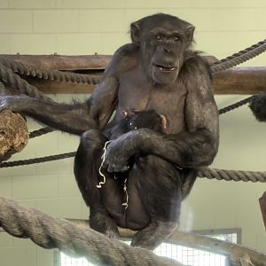 Sanda and Zuri (12 Weeks Old)