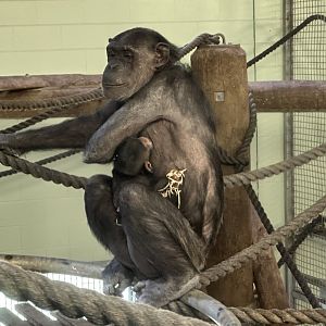 Sanda and Zuri (12 Weeks Old)