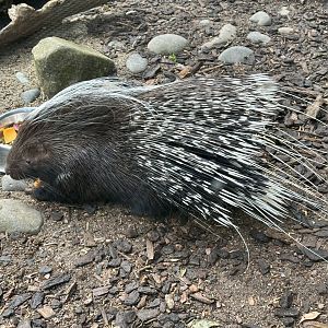 Adana (Cape Porcupine)