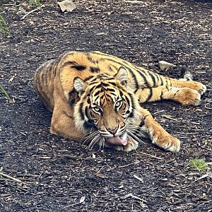 Mayang (20 Months Old)