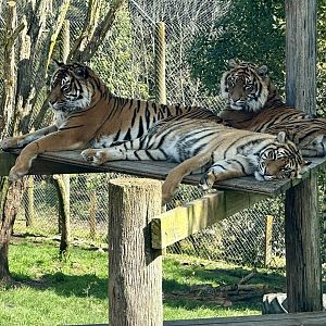 Sumatran Tiger Family