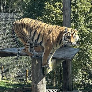 Andalas (20 Months Old)