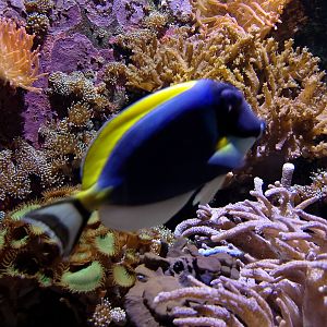Powder-blue surgeonfish