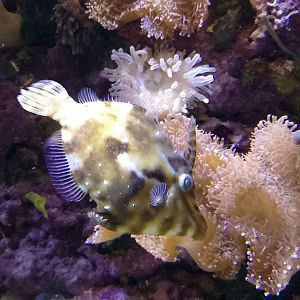 Bristle-tail file-fish