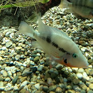 Firemouth cichlid