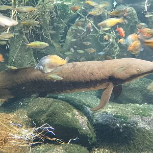 Australian lungfish