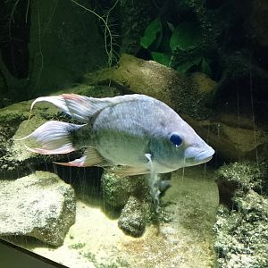 Mangarahara cichlid
