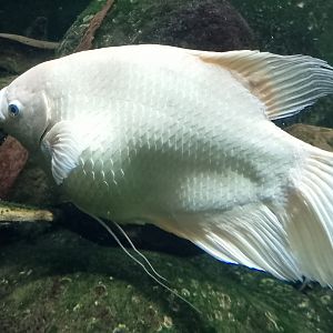 Giant gourami