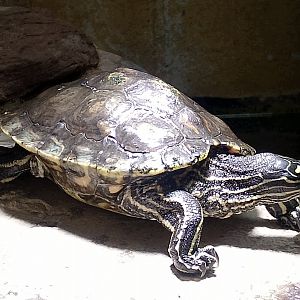 Yellow-blotched map turtle