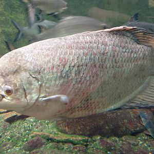 Elephant ear gourami