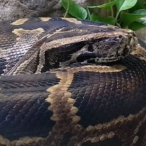 Burmese python