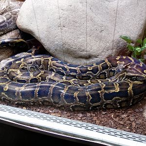 Burmese python