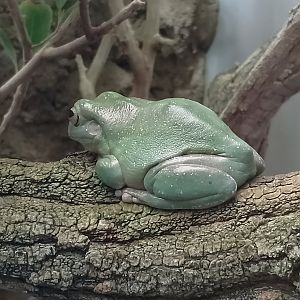 Australian green tree frog