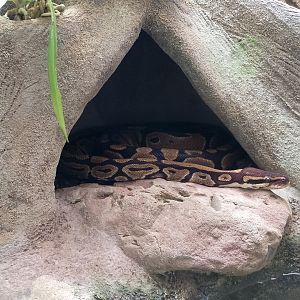 Ball python