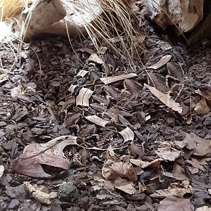 Western gaboon viper