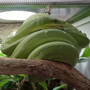 Green tree python